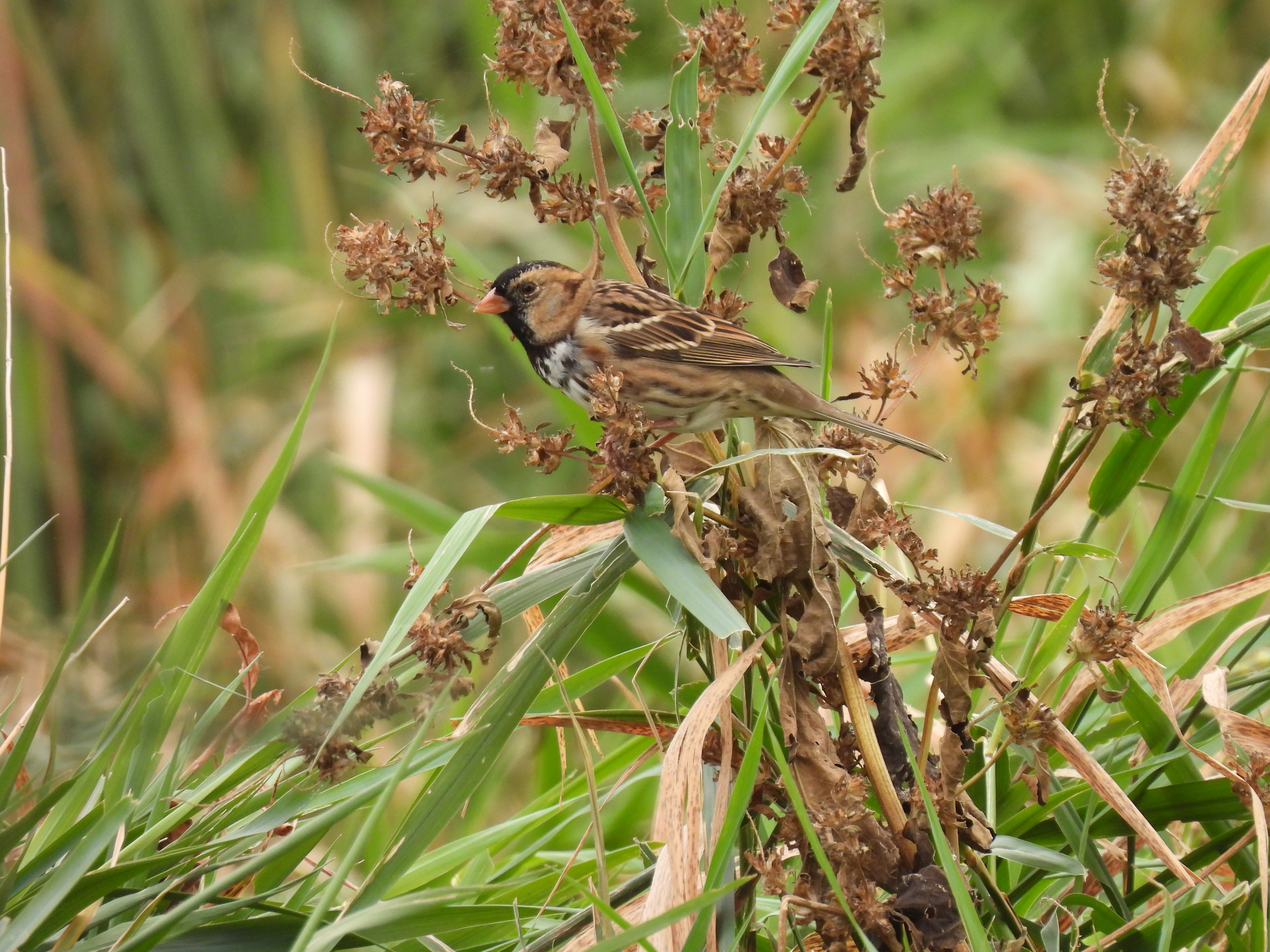 Harris Sparrow